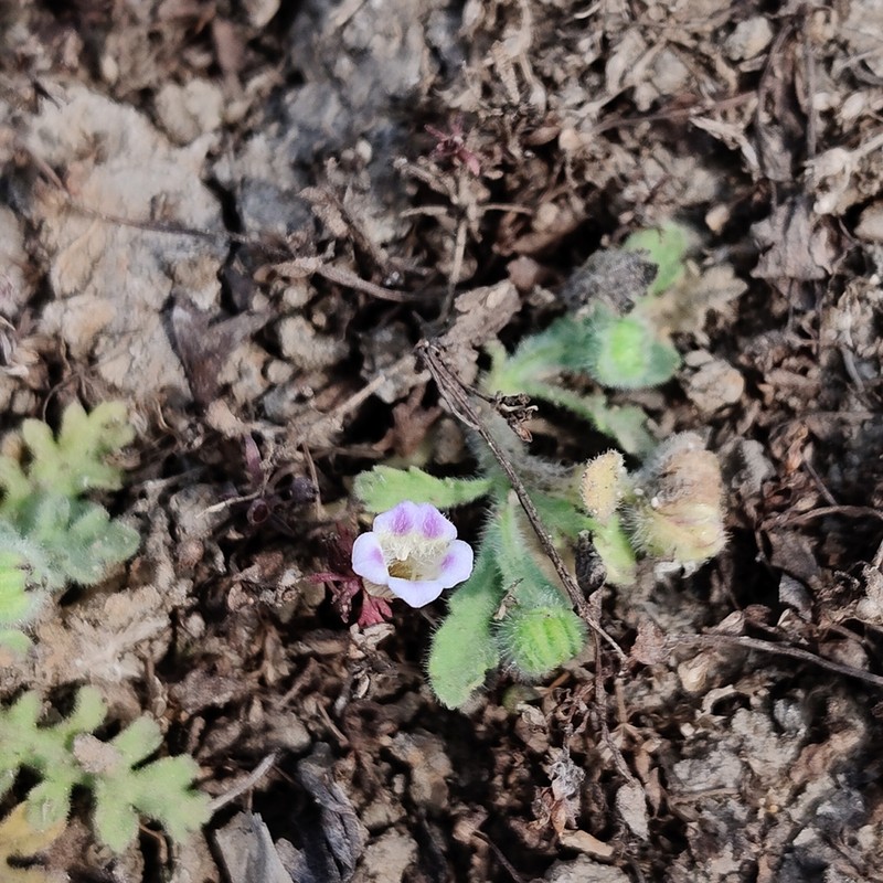 Indian Marshweed photo 2