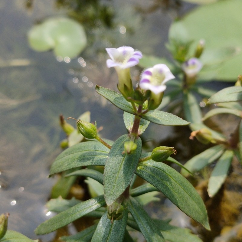 Indian Marshweed photo 3