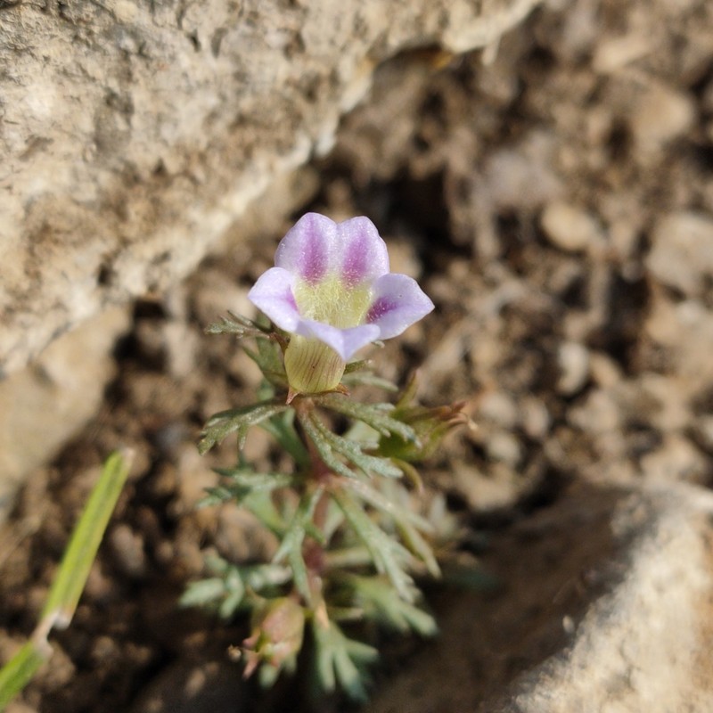 Indian Marshweed photo 4