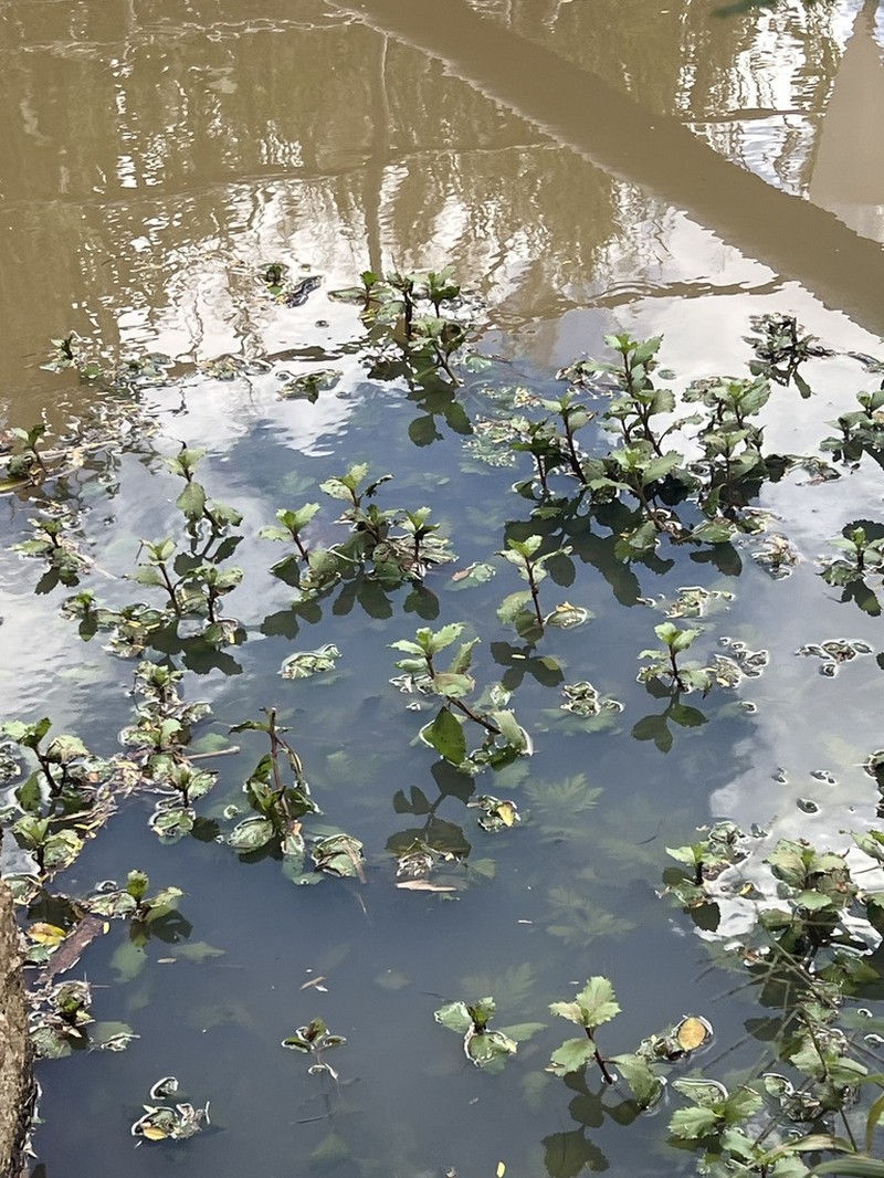 Indian Marshweed photo 5