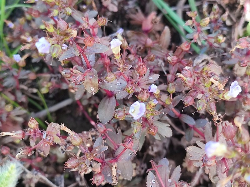 Indian Marshweed photo 6