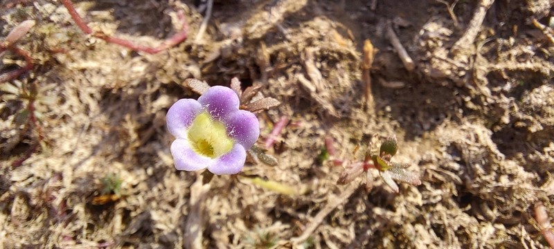 Indian Marshweed photo 7