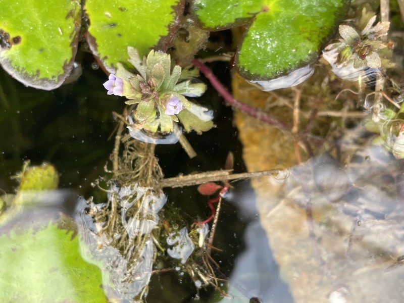Indian Marshweed photo 8