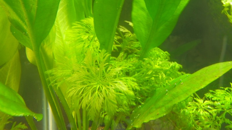 Asian Marshweed photo 4