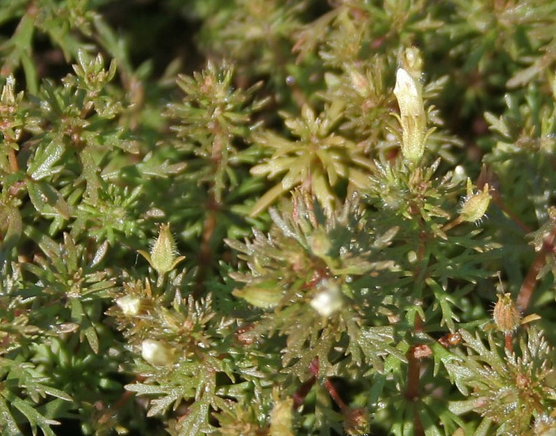 Asian Marshweed photo 5