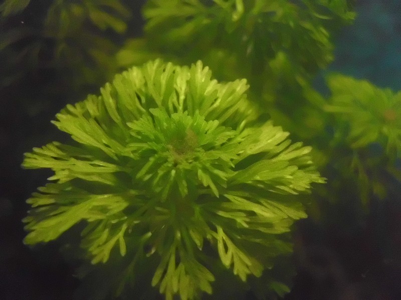 Asian Marshweed photo 6