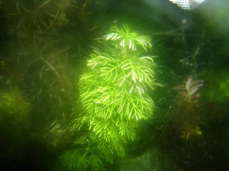 Asian Marshweed photo 2