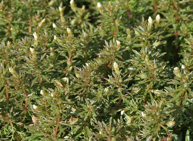 Asian Marshweed photo 3