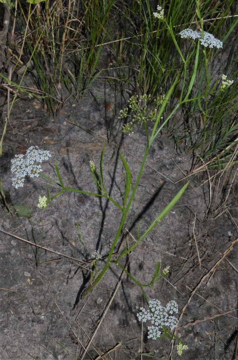 Tansy Dogshade