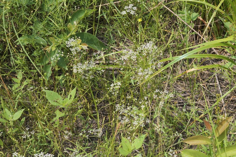 Prairie Dogshade photo 5
