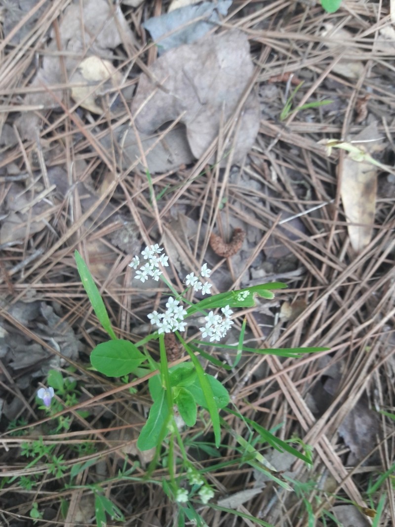 Limnosciadium pumilum