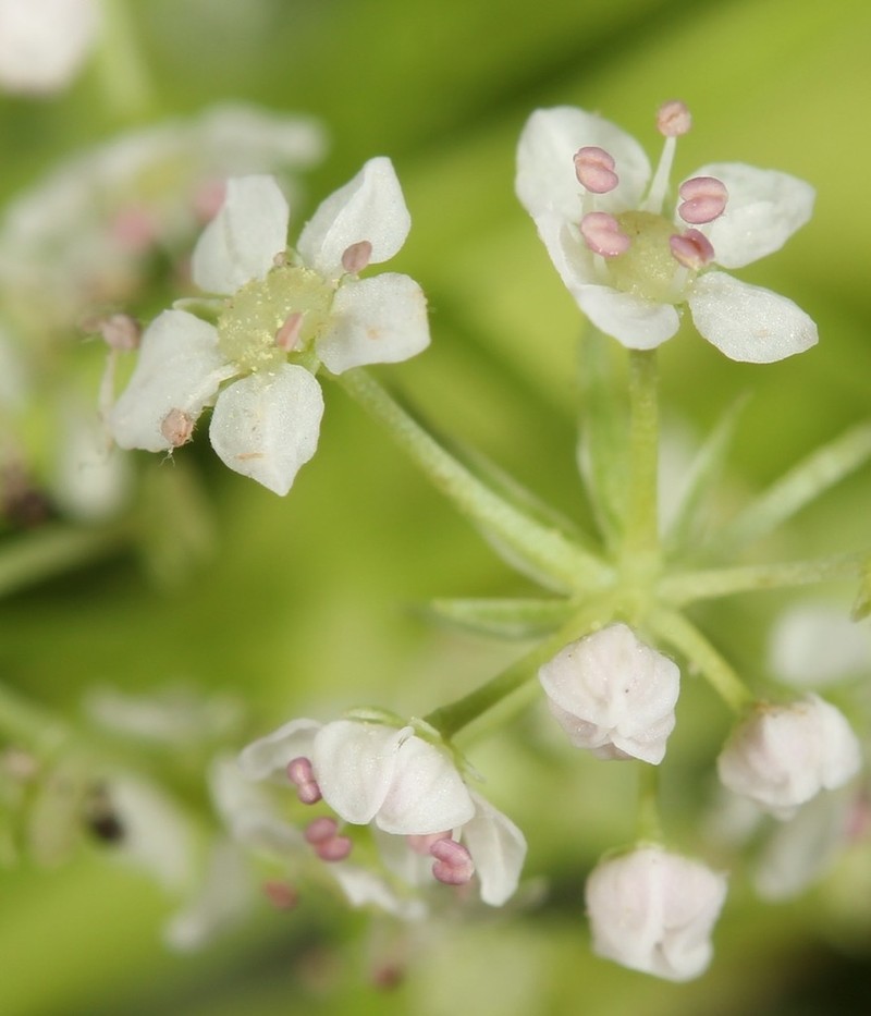 Limnosciadium pumilum photo 2