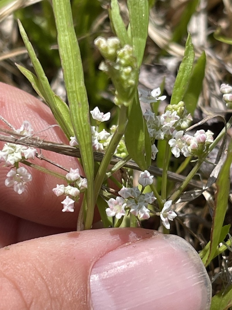 Limnosciadium pumilum photo 3