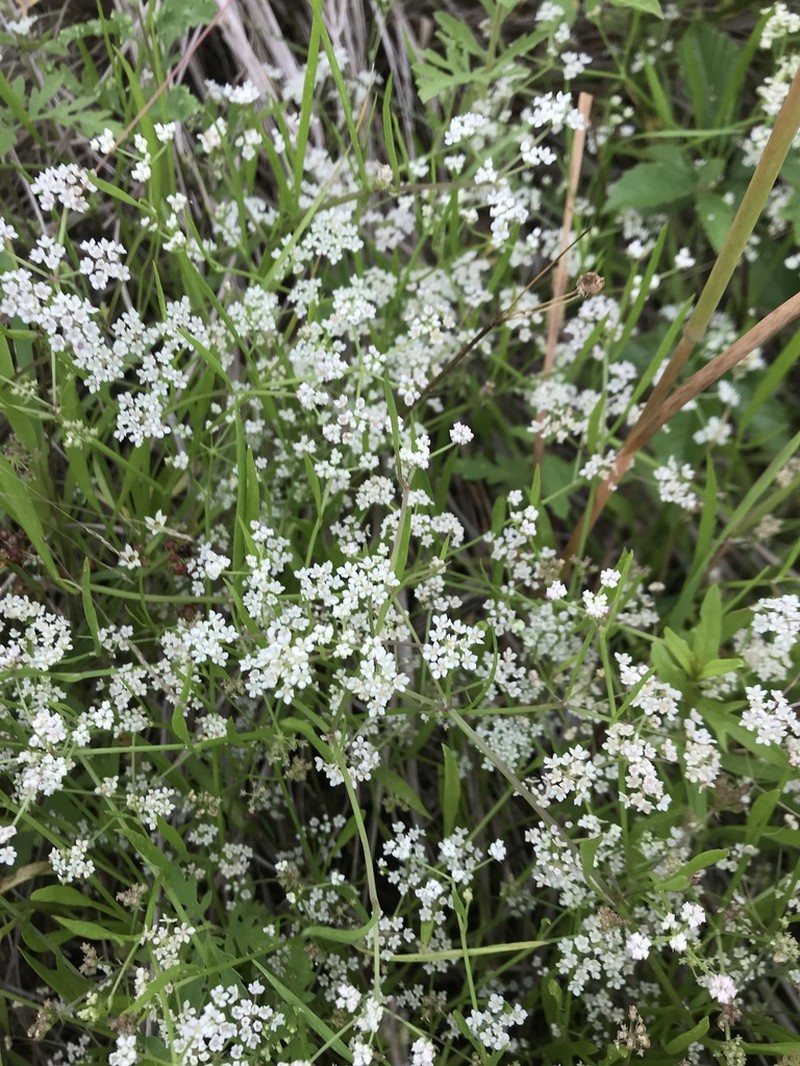 Limnosciadium pumilum photo 4