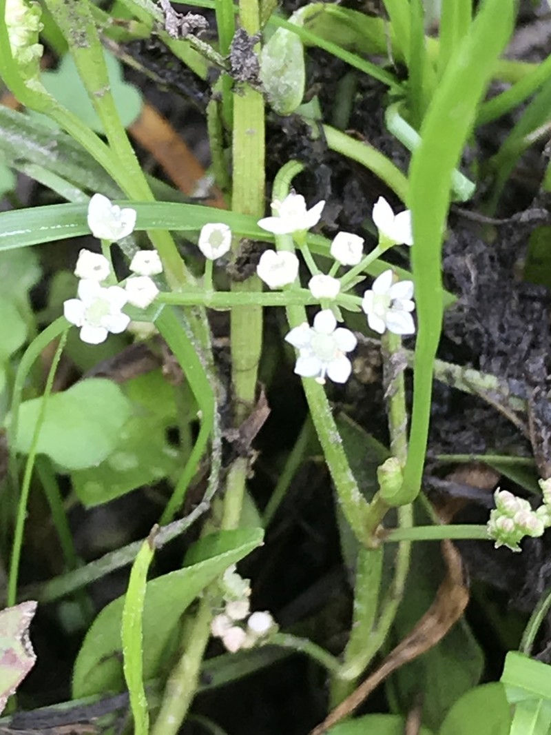 Limnosciadium pumilum photo 5