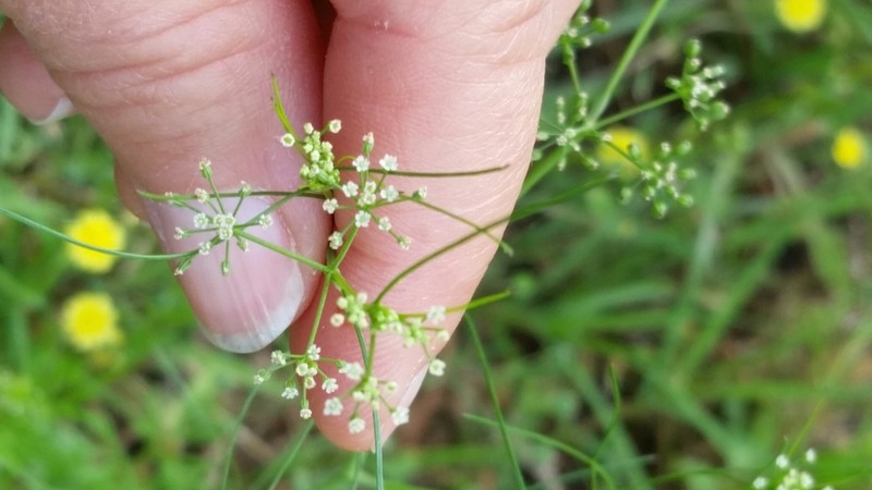 Limnosciadium pumilum photo 6