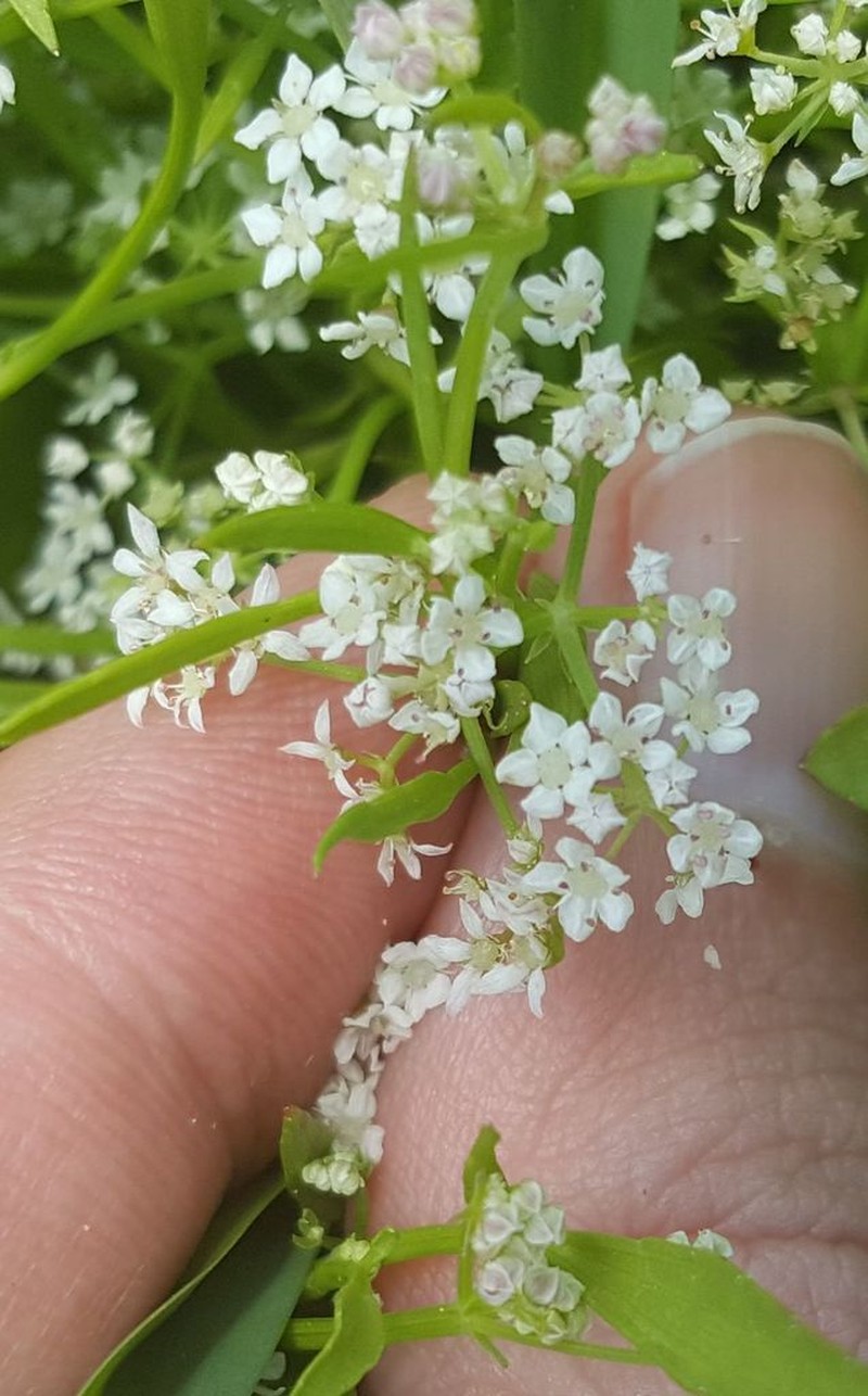 Limnosciadium pumilum photo 7