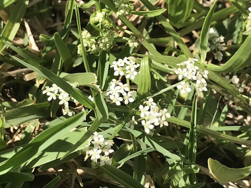 Limnosciadium pumilum photo 8