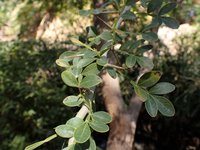 Indian Woodapple