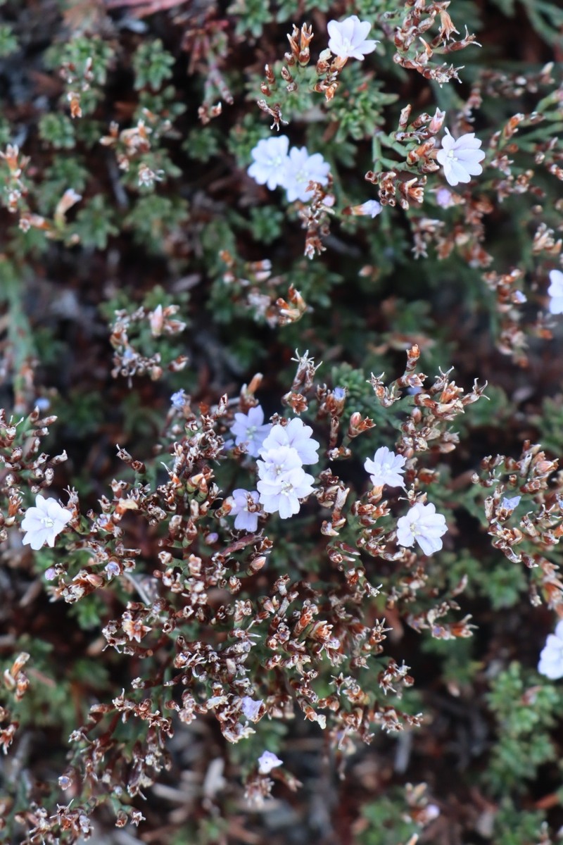Limonium acutifolium subsp. acutifolium