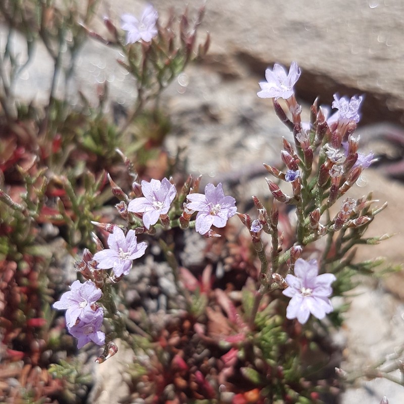 Limonium acutifolium subsp. acutifolium photo 2