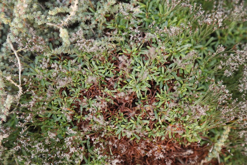 Limonium acutifolium subsp. acutifolium photo 3
