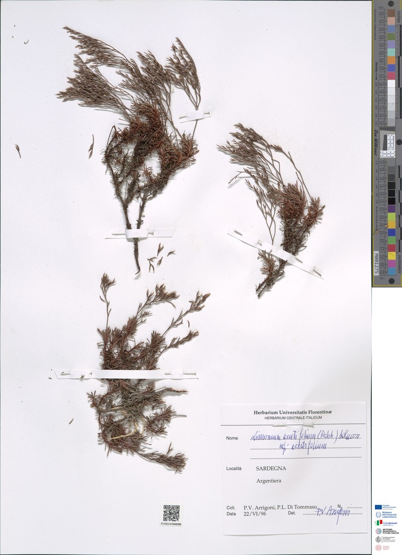 Limonium acutifolium subsp. acutifolium photo 4