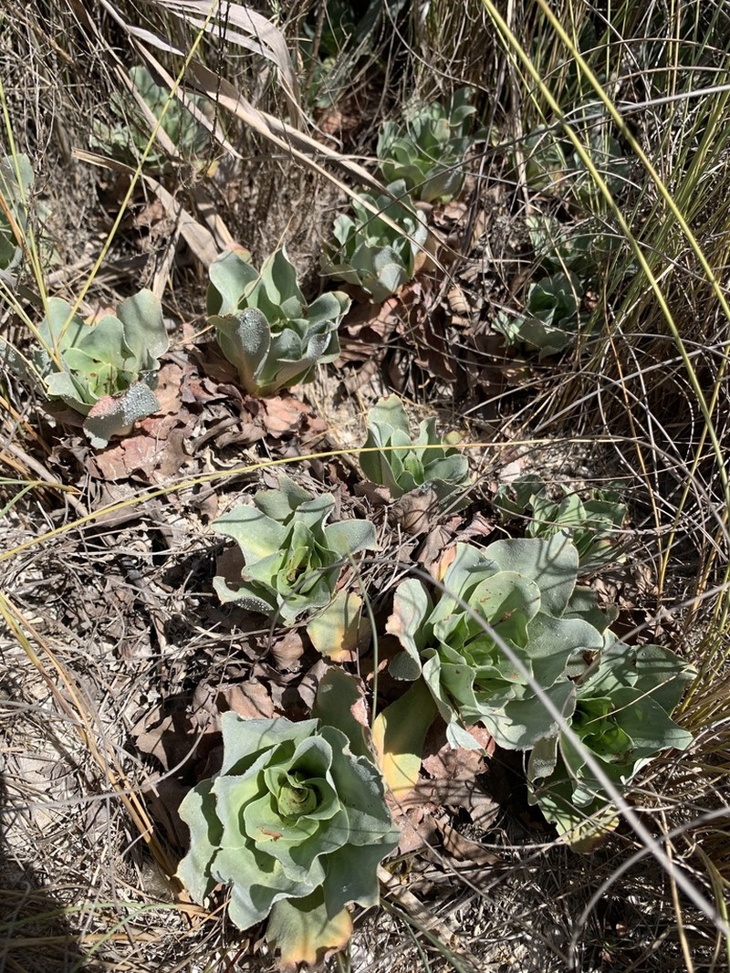 Limonium admirabile