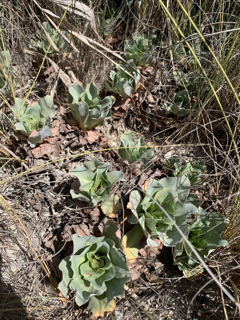 Limonium admirabile photo 3