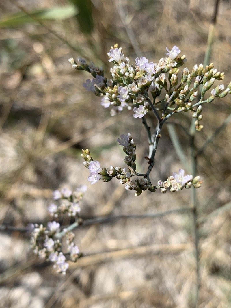 Limonium admirabile photo 4