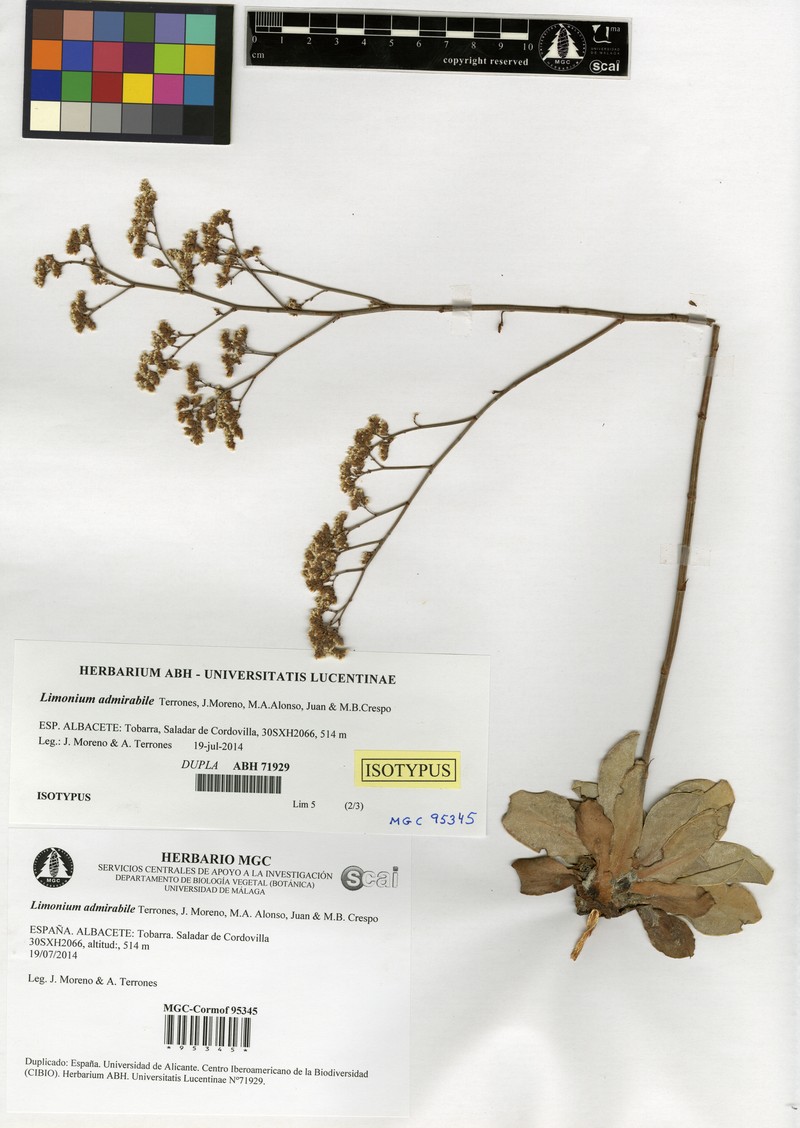 Limonium admirabile photo 5