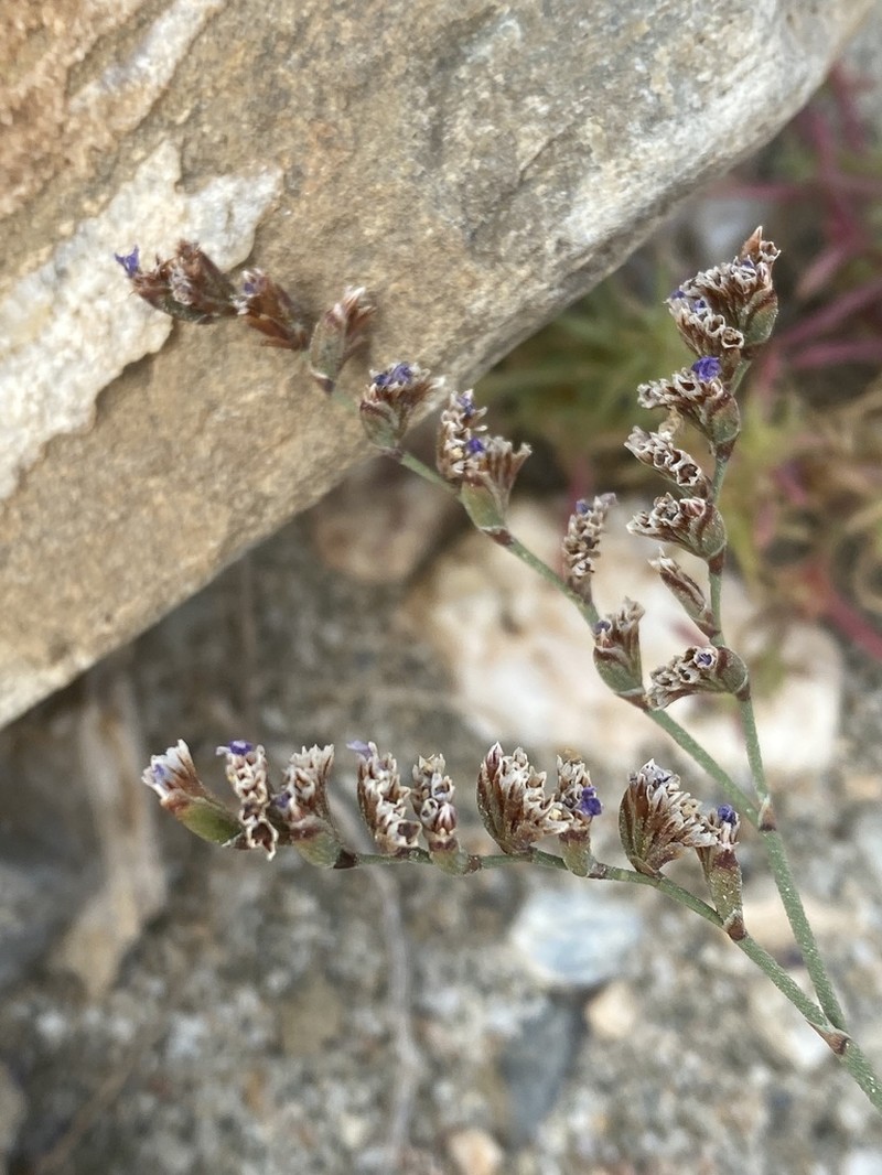 Limonium aegaeum