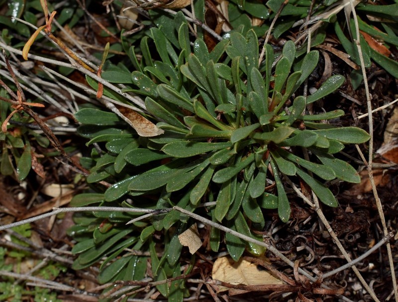 Limonium aegaeum photo 2