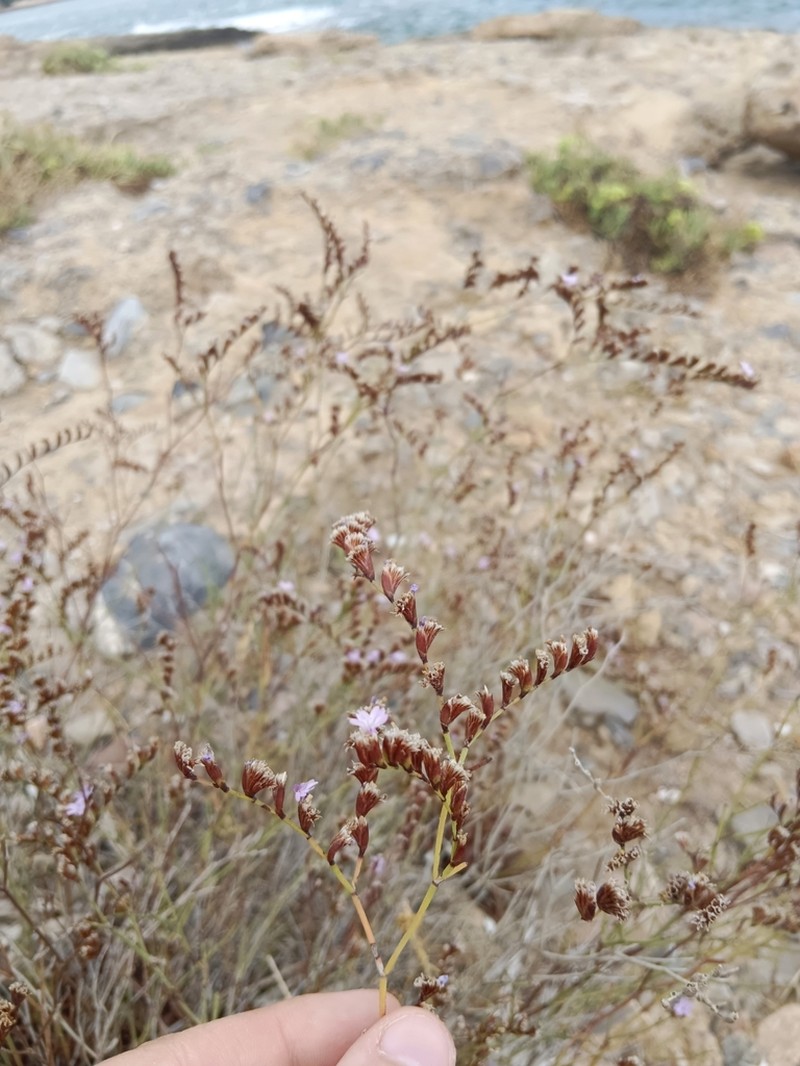 Limonium aegaeum photo 3