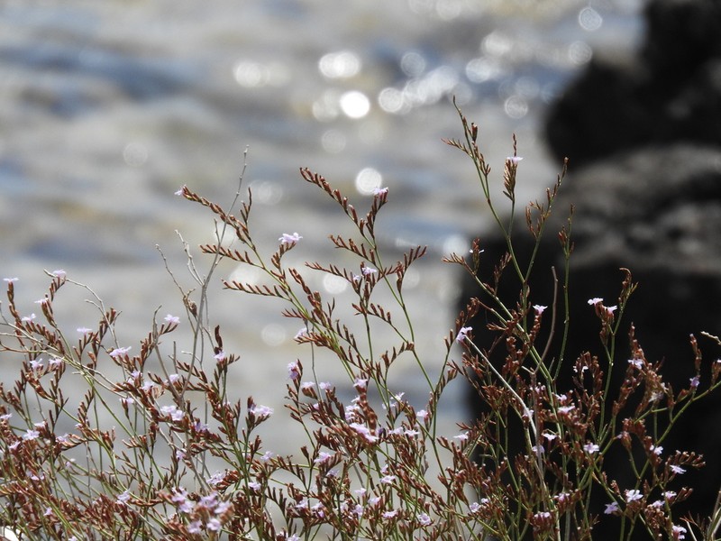 Limonium aegaeum photo 4