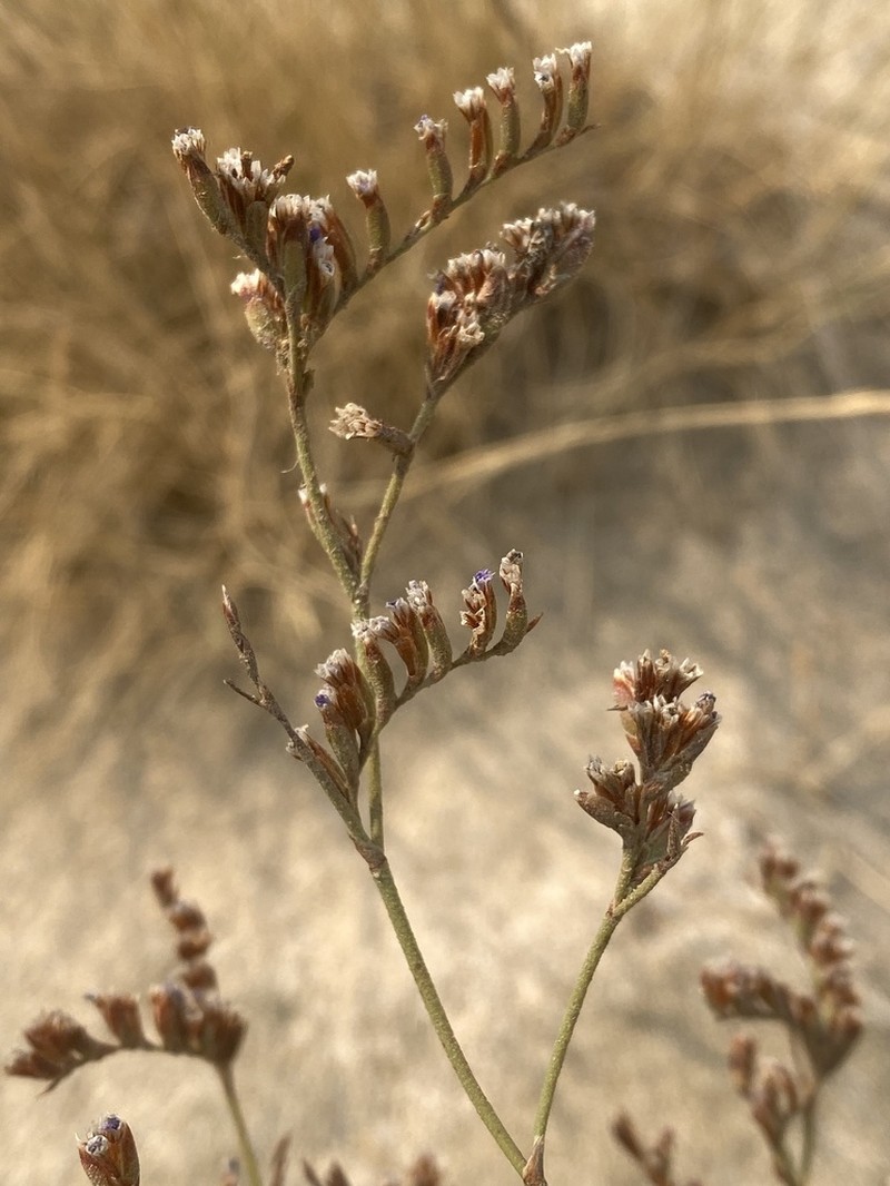 Limonium aegaeum photo 5