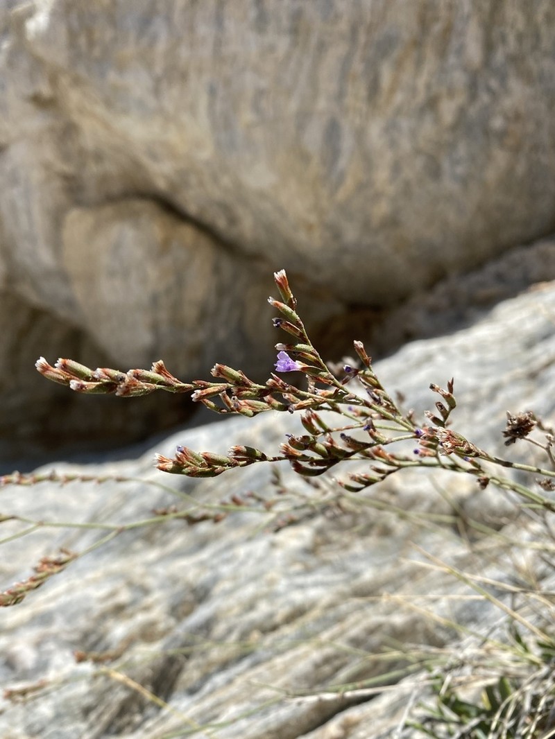 Limonium aegaeum photo 6