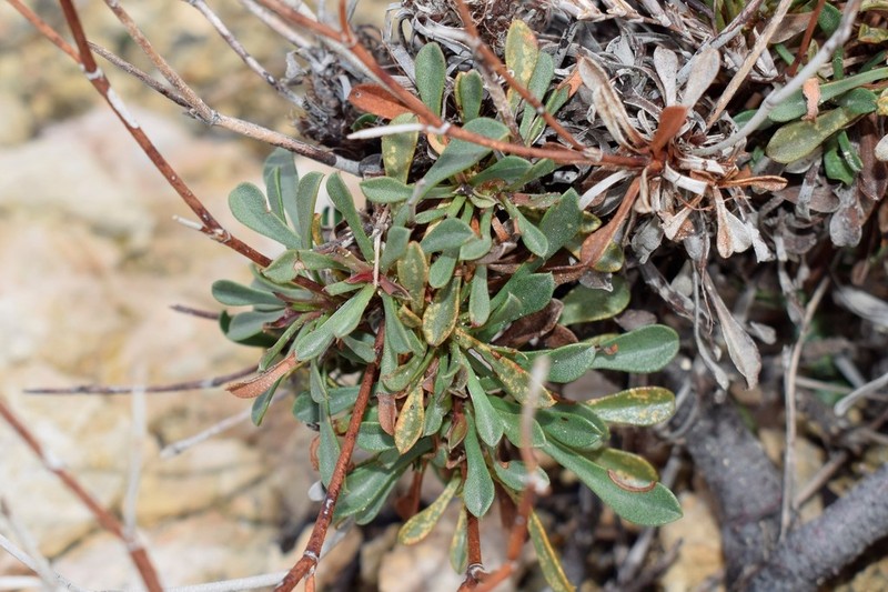Limonium aegaeum photo 7