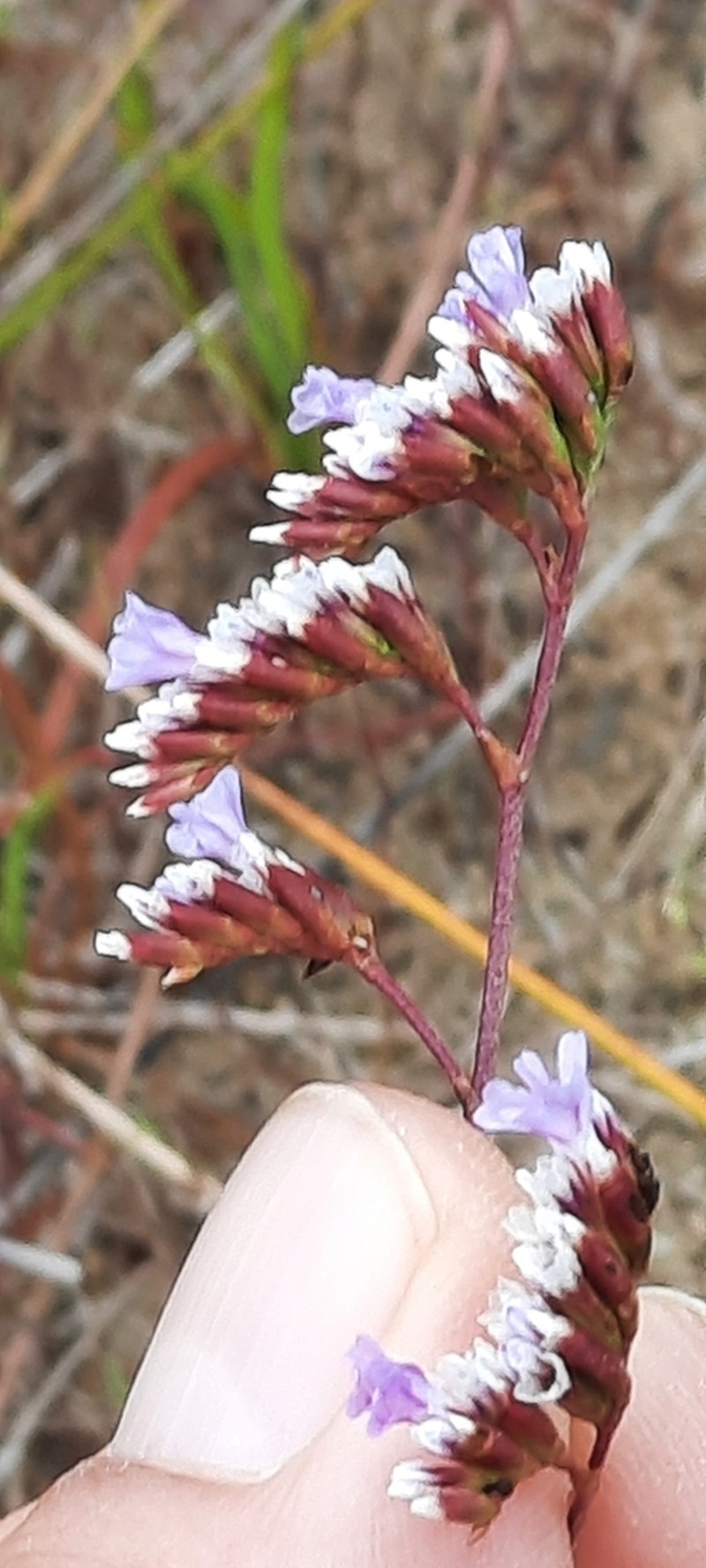 Limonium albuferae