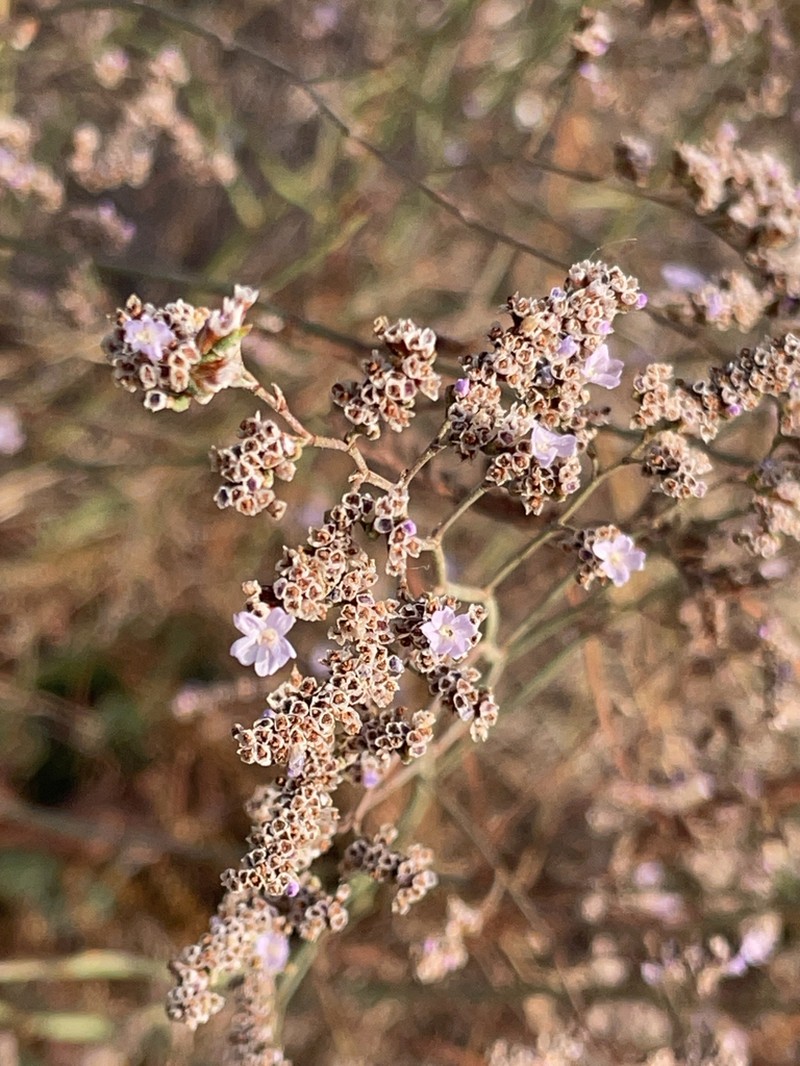 Limonium albuferae photo 2