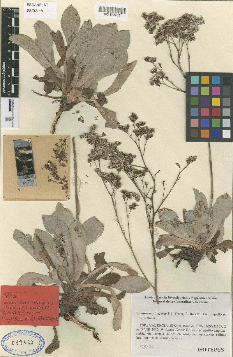 Limonium albuferae photo 3