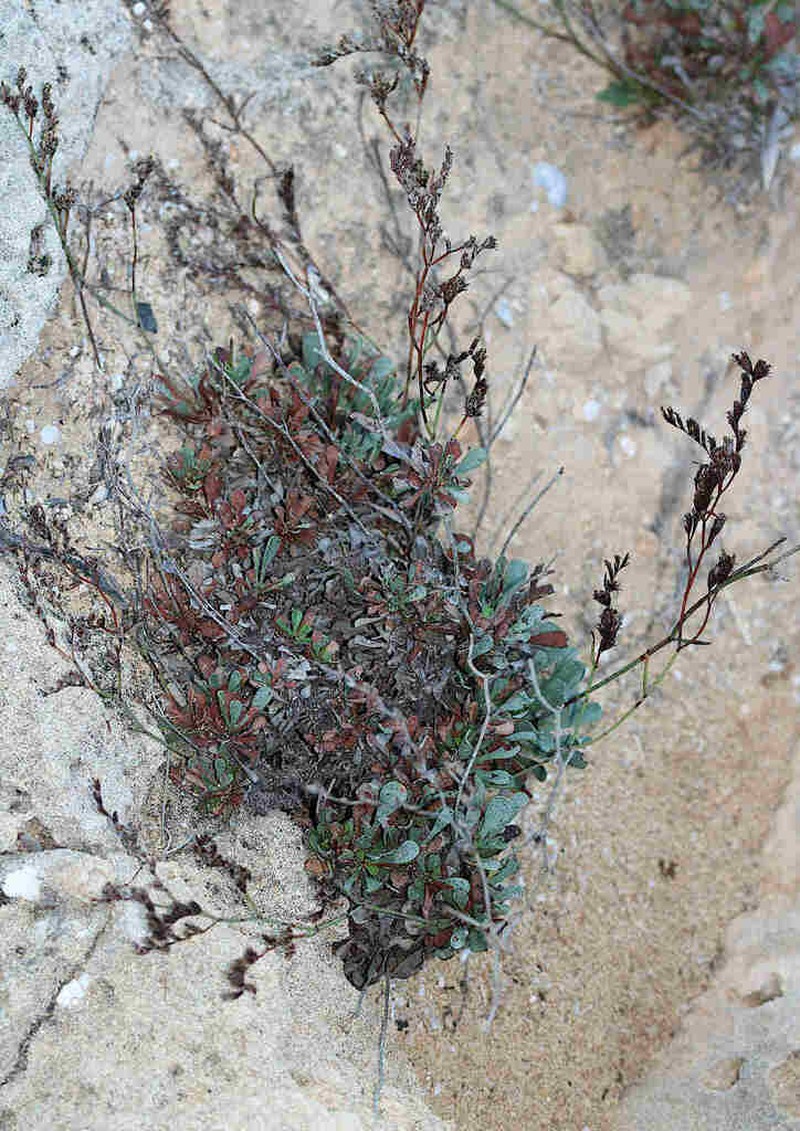 Limonium ammochostianum