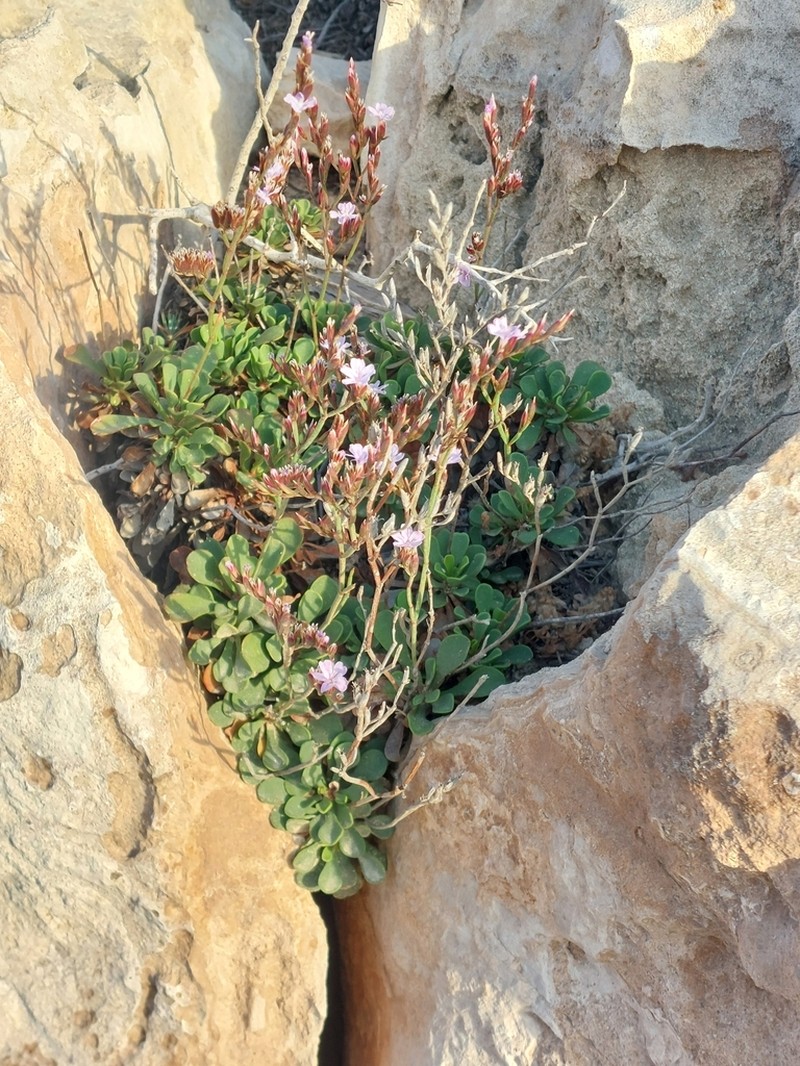 Limonium ammochostianum photo 2