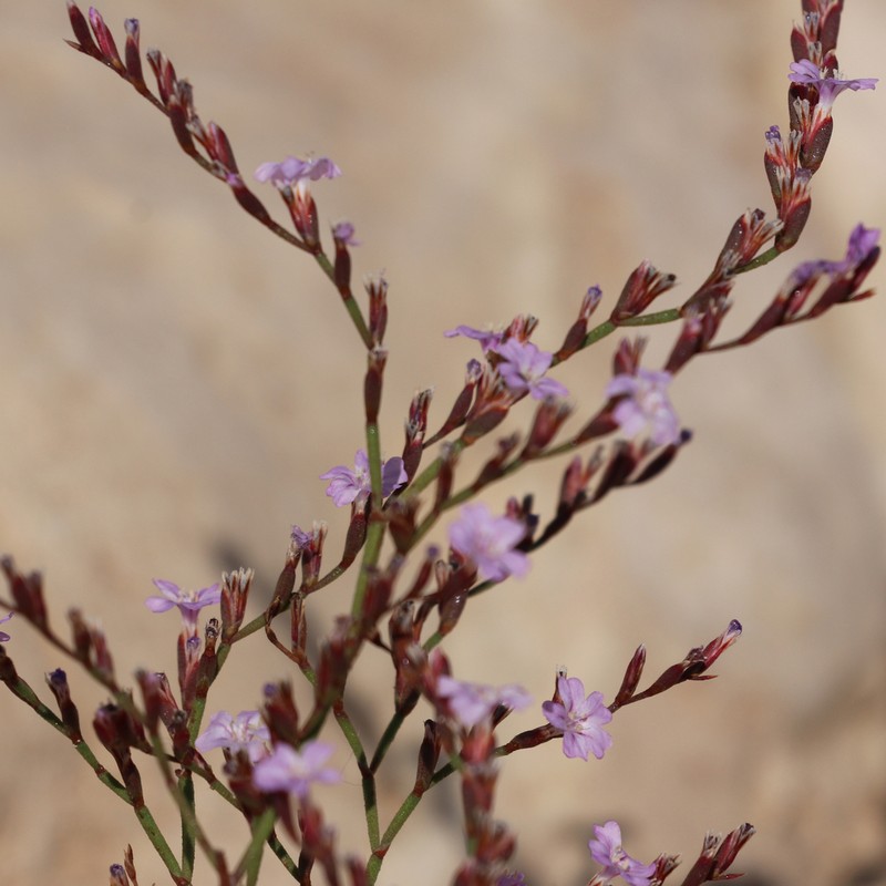 Limonium ammochostianum photo 3