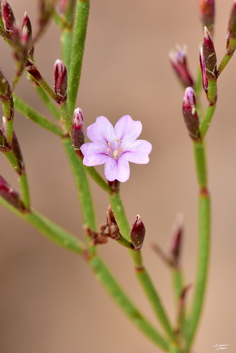 Limonium ammochostianum photo 4