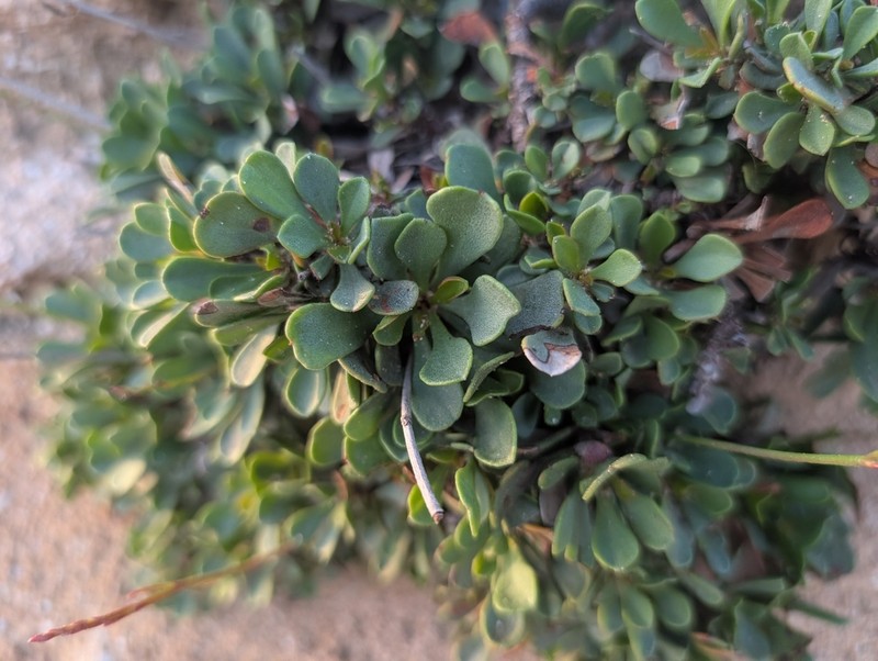 Limonium ammochostianum photo 5