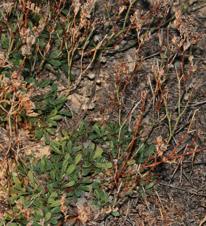 Limonium ammochostianum photo 6