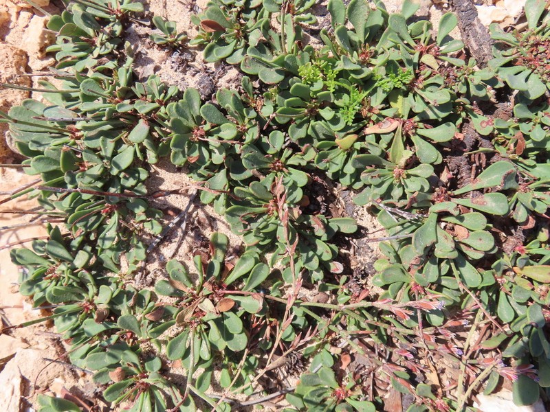 Limonium ammochostianum photo 7