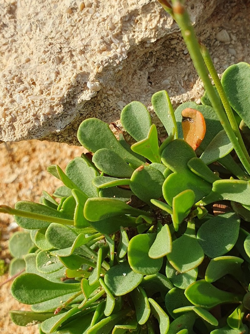 Limonium ammochostianum photo 8