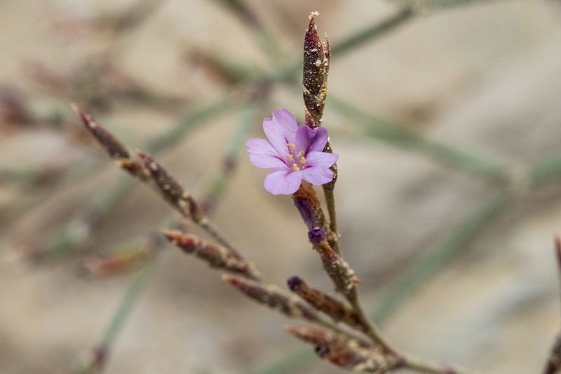 Limonium amopicum